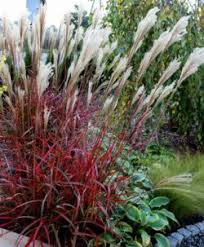 Feathery panicles, 40 cm long. Miscanthus