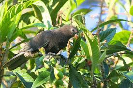 Image result for Bivinia jalbertii