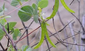 Image result for Macrotyloma ellipticum