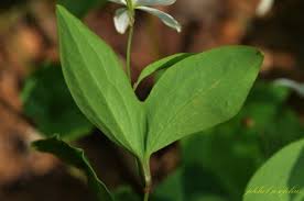 Image result for Clematis uhehensis