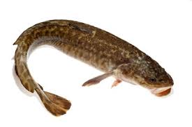 Rutte (fisch) · rutte (tarvisio) · tarvisio · rutte (waffe) · erwin rutte · mark rutte · théophile de rutté quelle: Der Kabeljau Des Susswassers Quappen Oder Aalrutten Ein Vergessener Fisch Ist Wieder Da Fisch Gruber