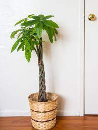 Money Tree Propagation How To Propagate Pachira Trees Money Tree Plant Money Tree Plant Care Money Trees