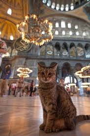 Istanbul Un Kedileri Cats Cute Cats Beautiful Cats