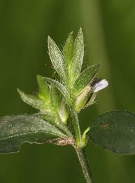 Image result for Rungia