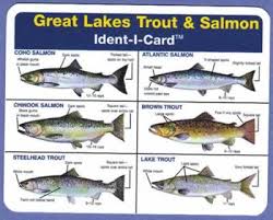 Great Lakes Salmon Trout Ident I Card Waterproof Freshwater Fish Identification Card
