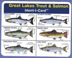 great lakes salmon trout ident i card waterproof freshwater fish identification card