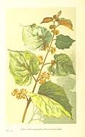 Image result for Cissus cucumerifolia