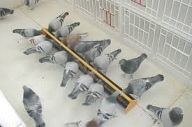 How to breed, race, win and make money with racing pigeons become a top pigeon fancier and potentially win race after race here's a brief summary of what's covered in the pdf: Pigeon Feeding Feeding To Win Winning Pigeon Racing And Racing Pigeons Strategies Pigeon Insider