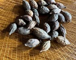Image result for Terminalia neotaliala