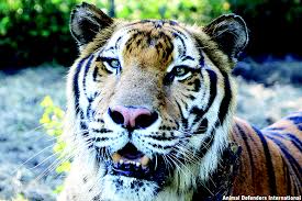 Tarihlerinizi girin ve 269 otel ve diğer konaklama yeri arasından seçim yapın. Ex Circus Tigers From Guatemala Find New Home At Big Cat Rescue Osprey Observer