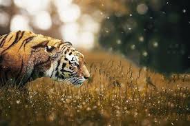 Top 50 Atharv Raut Background Full Hd Download 2020 Picsart Background Light Background Images Dslr Background Images Picsart's gold subscription grants access to new exclusive content all the time. picsart background