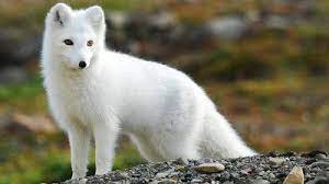 Photofusionvirtual Zorro Polar Wallpapers Zorro Blanco Zorro Mascota Animales Hermosos