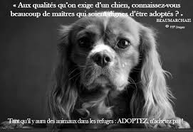 Epingle Sur Protection Animale