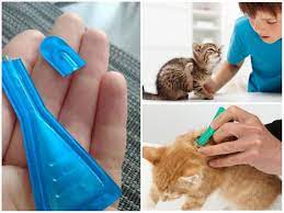 kak vyvesti bloh u kotenka v domashnih usloviyah bezopasnymi sposobami