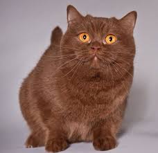 The recently recognised british tick (a ticked shorthair of british conformation) recreates these bunny cats. Cinnamon British Short Haired Munchkin Cat British Shorthair Cats American Shorthair Cat Cat Breeds
