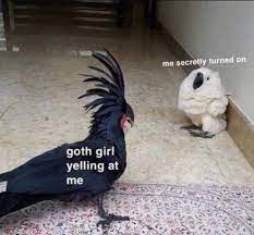 White Bird Afraid Of Angry Back Bird Memetemplatesofficial