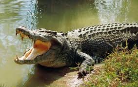 Kamu bisa mencobanya dengan mencampur lidah buaya dengan argan oil. Lagi Buaya Terkam Warga Di Mandailing Natal Waspada Aceh