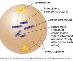 Biology 123 Chapter 12 (Mastering) Flashcards Quizlet