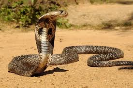 This Is A Live Wallpaper Of King Cobra Snake Download This King Cobra Snake Live Wallpaper For Your Android Phone No In 2020 King Cobra Snake Cobra Snake Indian Cobra