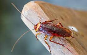 Pointe pest control has the experts you need to live a pest free life. Arenz Pest Management Solutions Pest Control In St Louis Missouri