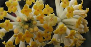 It mainly represents late summer and central direction. Edgeworthia Chinese Paper Bush At Portland Nursery And Garden Center