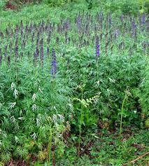 Monk S Hood Monk S Hood Monkshood Monks Wild Flower Finder