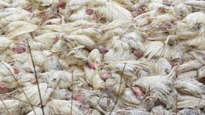 Who will win at the 93rd academy awards? Bird Flu In India Avian Influenza Confirmed In Poultry Farms In Maharashtra And Madhya Pradesh Heron Sample In Delhi S Rohini Tests Positive Check Current Status Here Latestly