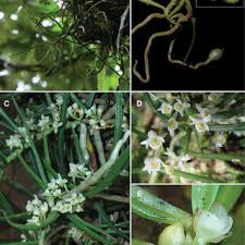 Image result for Dactyladenia gilletii