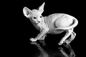 Pin On Naked Cats