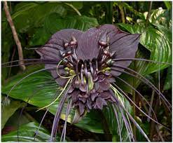 Fledermausblume Batflower Tacca Chantrieri Bat Flower Rare Flowers Bat Plant