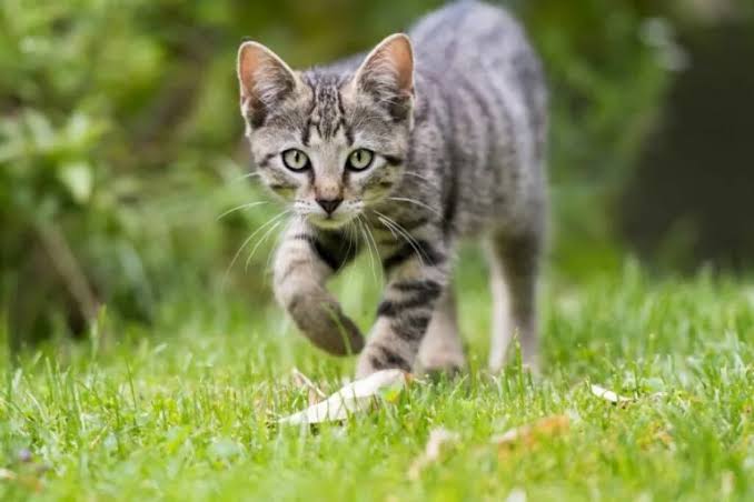 Outdoor Cats: What to Consider | zooplus Magazine