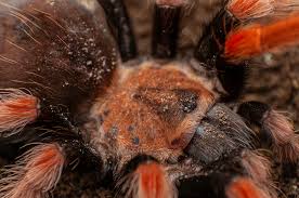 Image result for Heterotis amplexicaulis