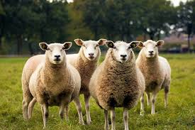 Industri penternakan kambing telah berkembang pesat di malaysia, berikutan dasar kerajaan yang menggalakkan pertumbuhan. 7 Baka Kambing Yang Popular Di Malaysia