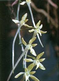 Image result for Mystacidium gracile