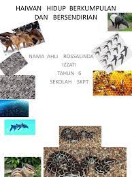 Kebanyakan haiwan adalah motil, iaitu boleh bergerak secara spontan dan berdikari. Haiwan Hidup Berkumpulan Dan Bersendirian