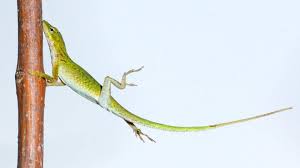 Philip was born into the greek and danish royal families.he was born in greece, but his family was exiled from the country when he was eighteen months old. Lizards Evolved To Have Larger Toepads To Survive Hurricanes Miami Herald