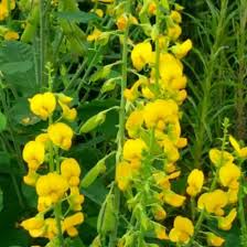Image result for Crotalaria monteiroi