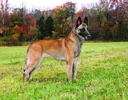 This can range from their individual personalities as some. Belgian Shepherd Malinois Dog Breed Profile Petfinder