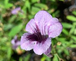 Image result for Asystasia vogeliana