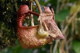 Image result for Marsdenia macrantha