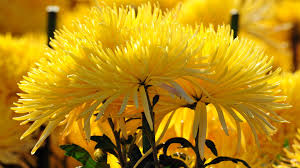 Wallpaper At Tulsa 1080p Nature Desktop Wallpaper Cave Full Screen Full Hd Wallpaper We've gathered more than 5 million images uploaded by our users and sorted them by the most popular ones. full hd wallpaper