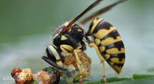 Paper Wasps Are They Worth The Sting
