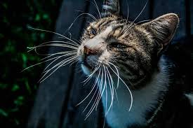 Kedi Biyigi Ercan Kuru Kedi Cats Kedicik