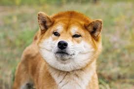 The odorless shibe is now a rising companion dog in the west. Everything You Need To Know About Buying A Shiba Inu K9 Web