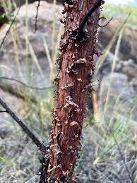 Image result for Acacia montigena