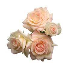 Posts Flower Roses Png Transparent Pink Roses Png Pink Rose Tattoos Transparent Flowers Pink Roses Background