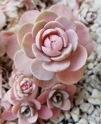 Check spelling or type a new query. A Comprehensive Guide To The Best Grow Lights For Succulents Unusualseeds