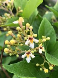 Image result for Premna