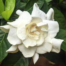 August Beauty Gardenia Shrub August Beauty Gardenia Gardenia Shrub Shrubs