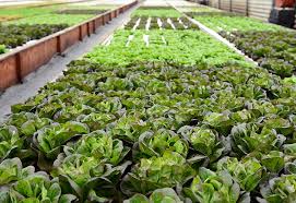 Ouroboros Farm The Aquaponic Source